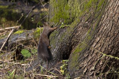 Veroveren eekhoorns de Gelderse Poort?